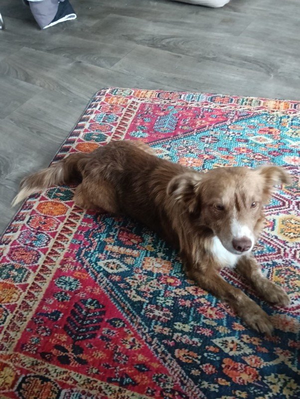 Brownie