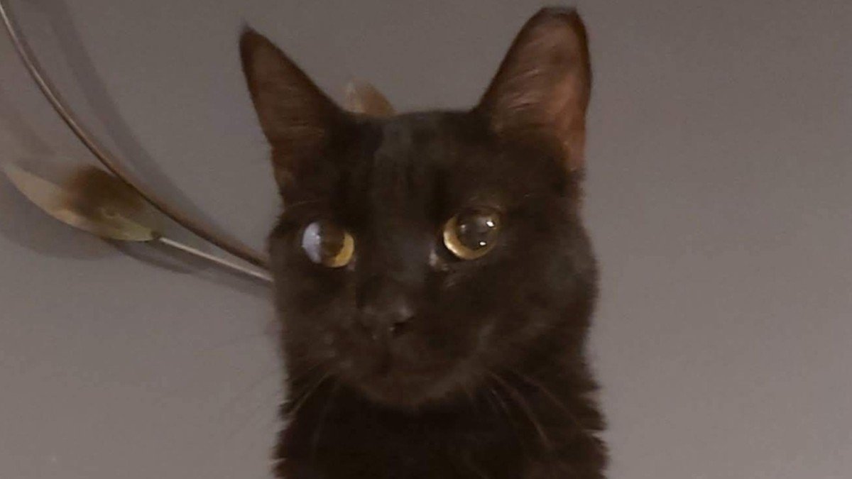 Danai