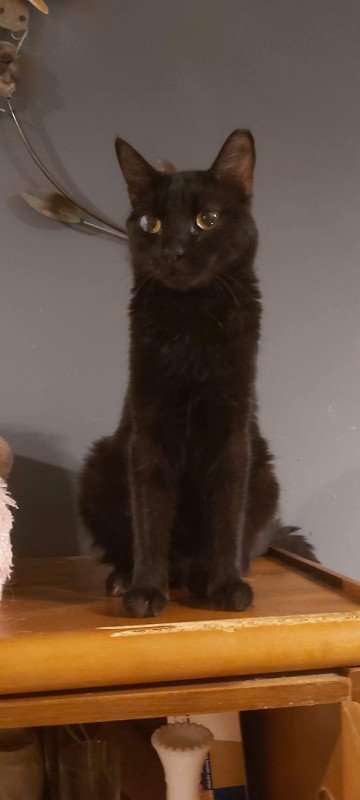 Danai