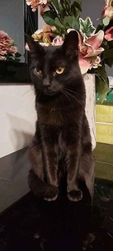 Danai