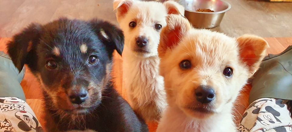 Hoeveel buitenlandse honden zijn er in Nederland? - Verhuisdieren.nl