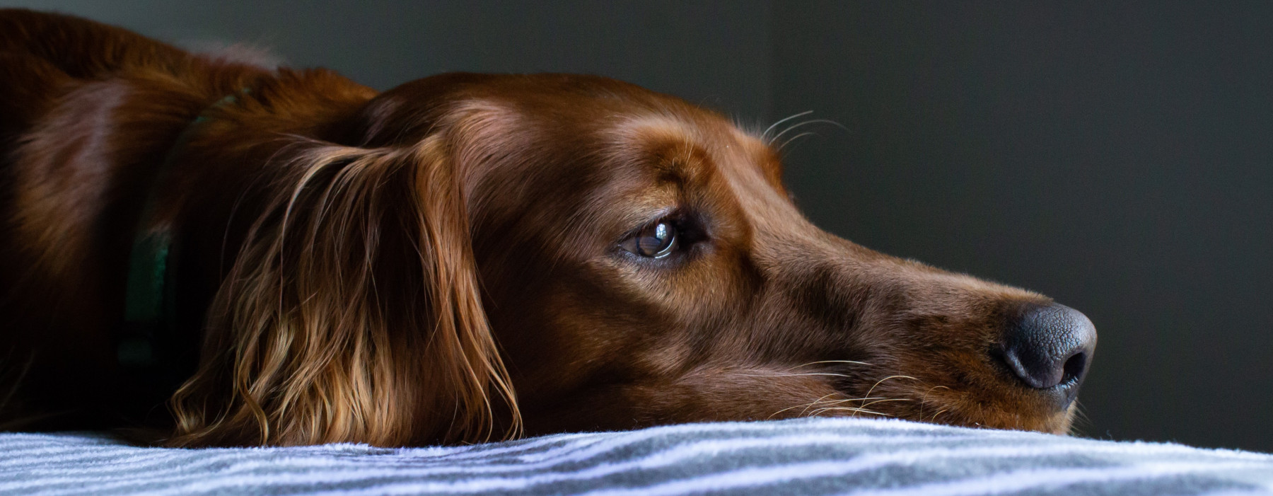 Jeuk Heeft Je Kat Of Hond Nu Een Allergie Verhuisdieren Nl