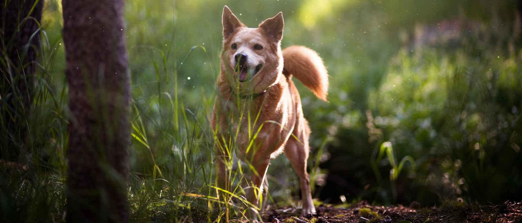 Help Mijn Hond Heeft Een Teek Verhuisdieren Nl