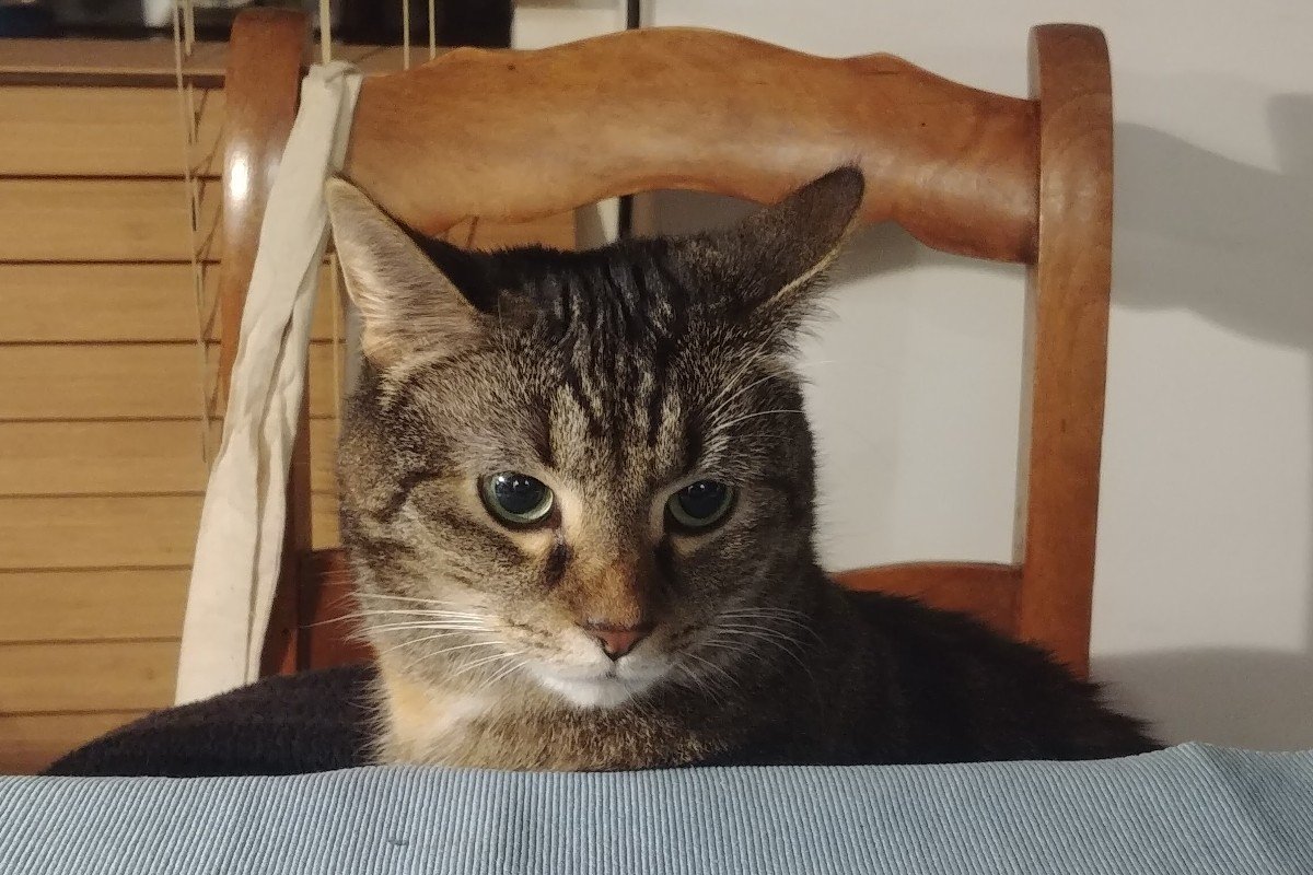 Poes (omgeving Gouda)