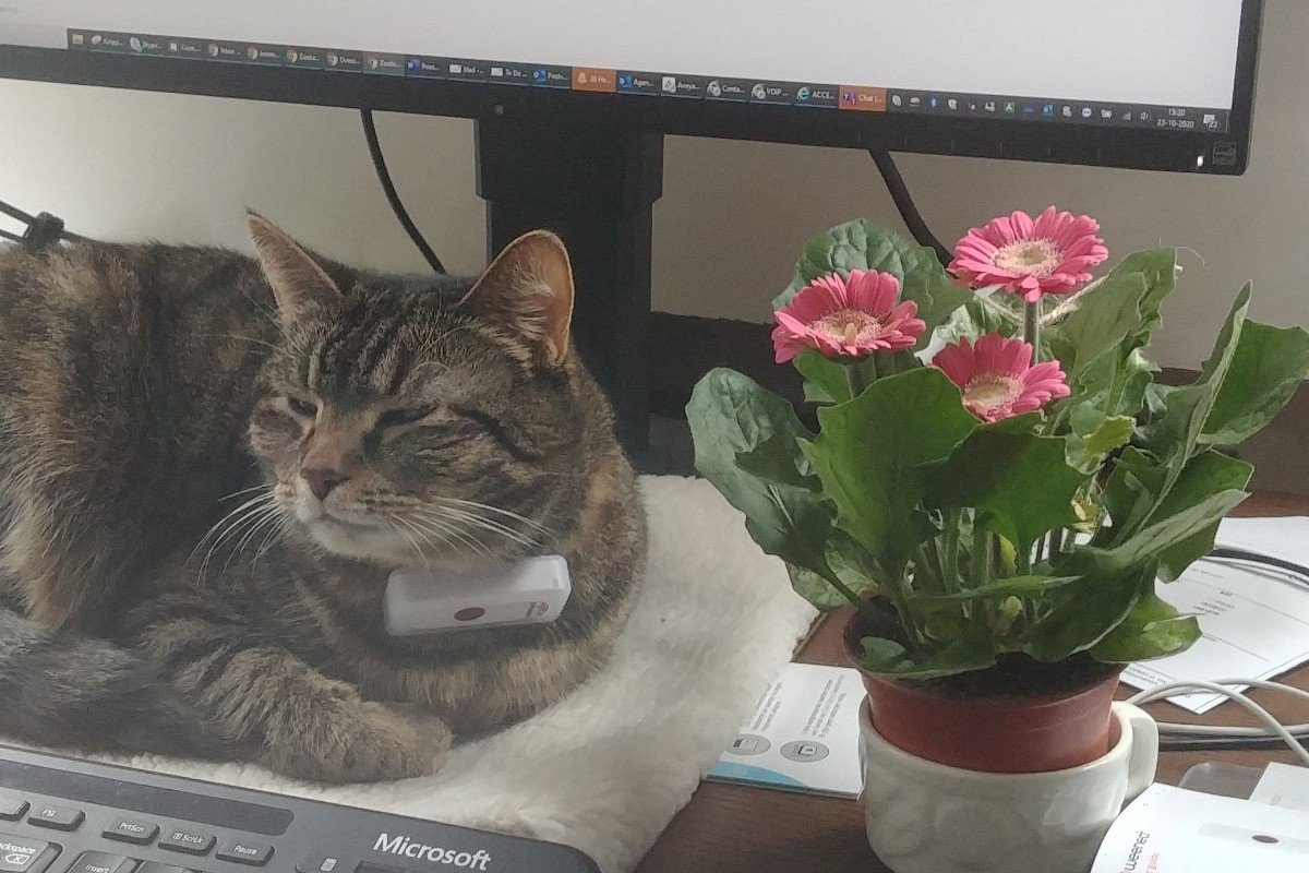 Poes (omgeving Gouda)