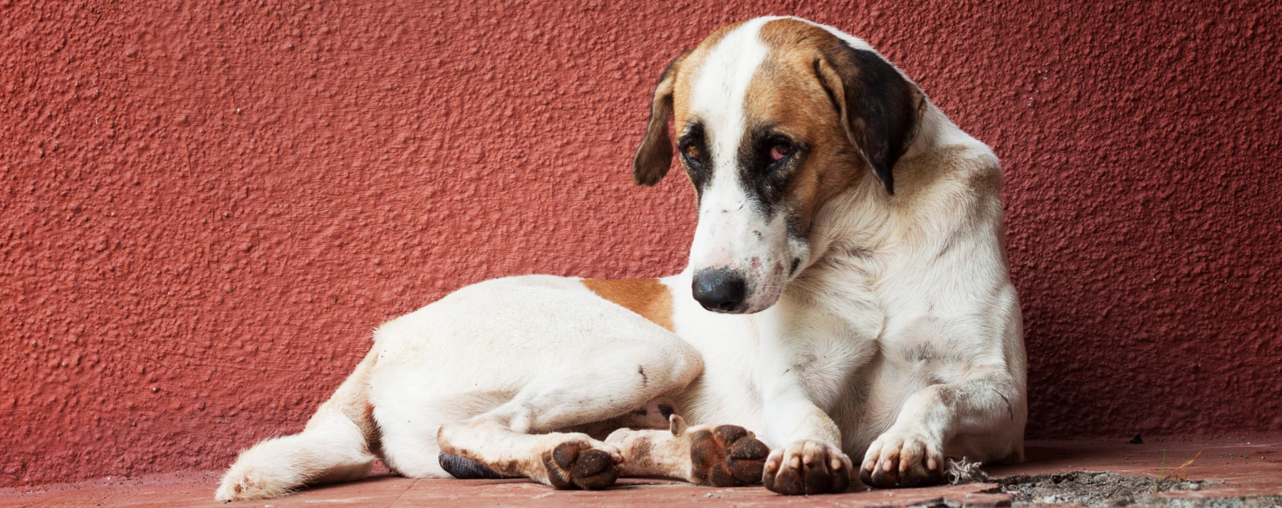 Hoe lang kan jouw hond 'het' ophouden? - Verhuisdieren.nl