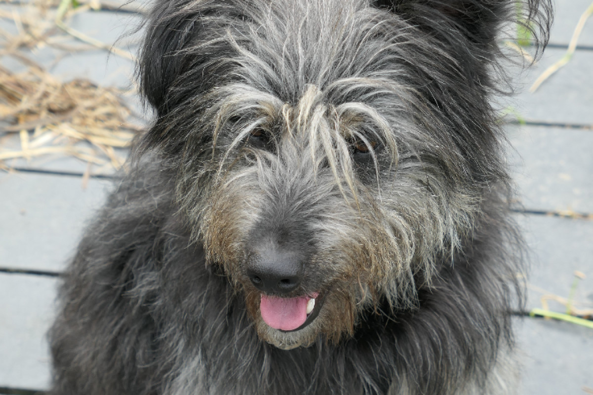 Loetje