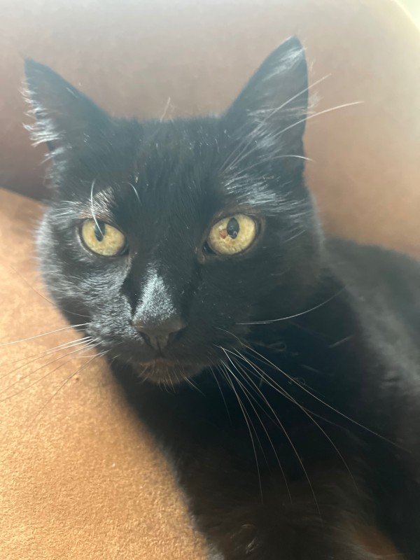 Sammy