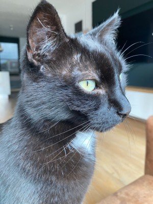 Sammy