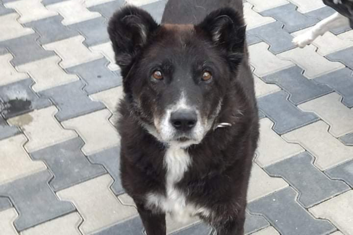 Tutu Senior