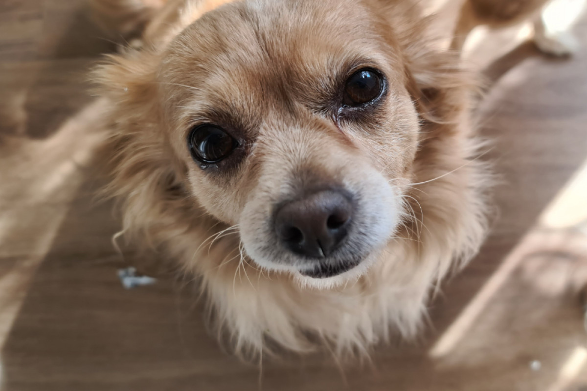 Miekie