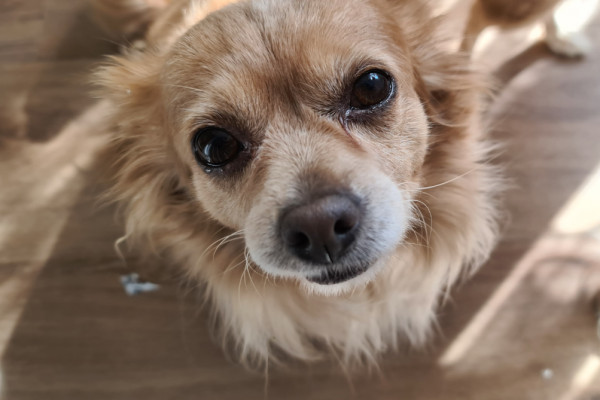 Miekie