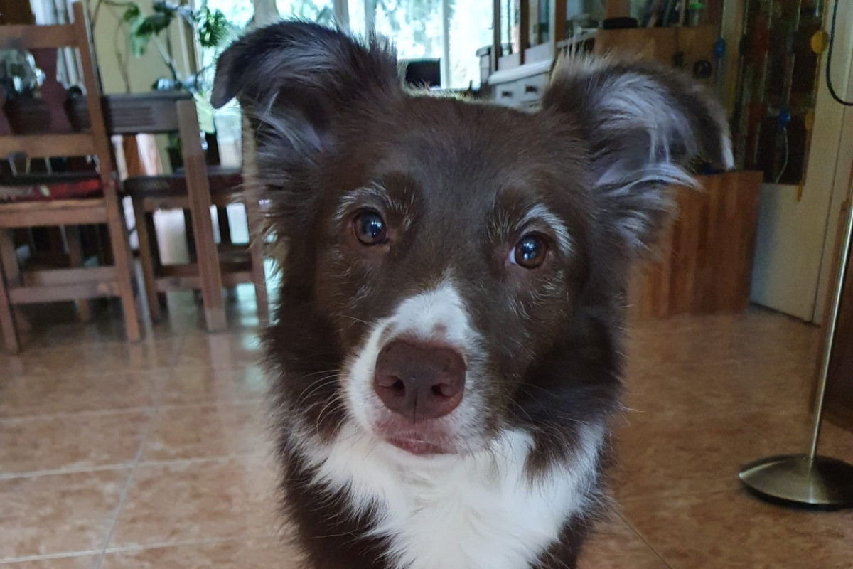 Maya