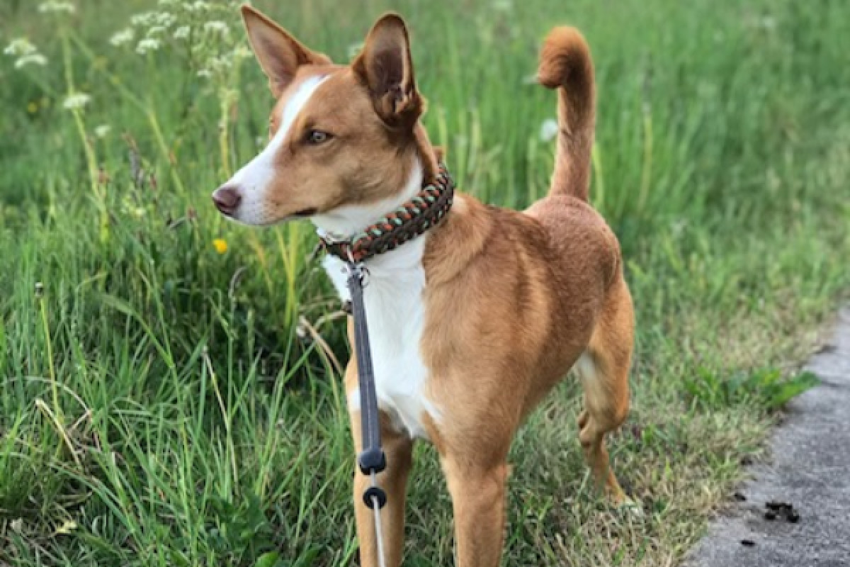 Mauro