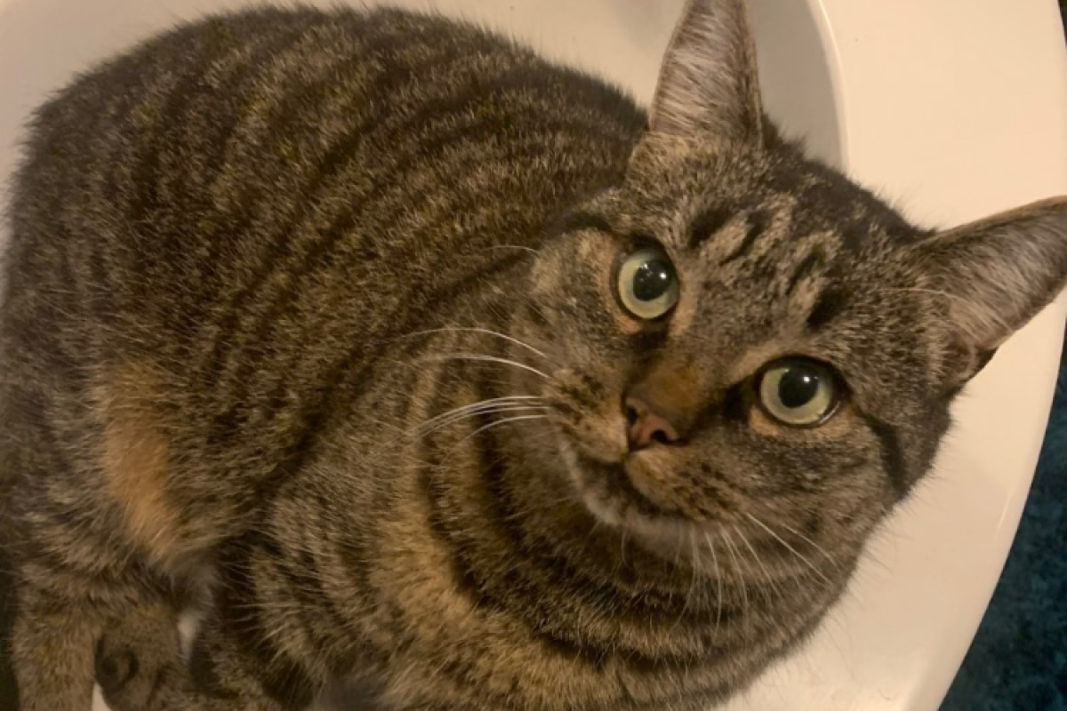 Loki