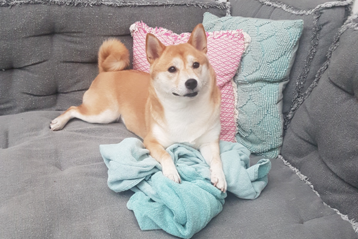 Shiba