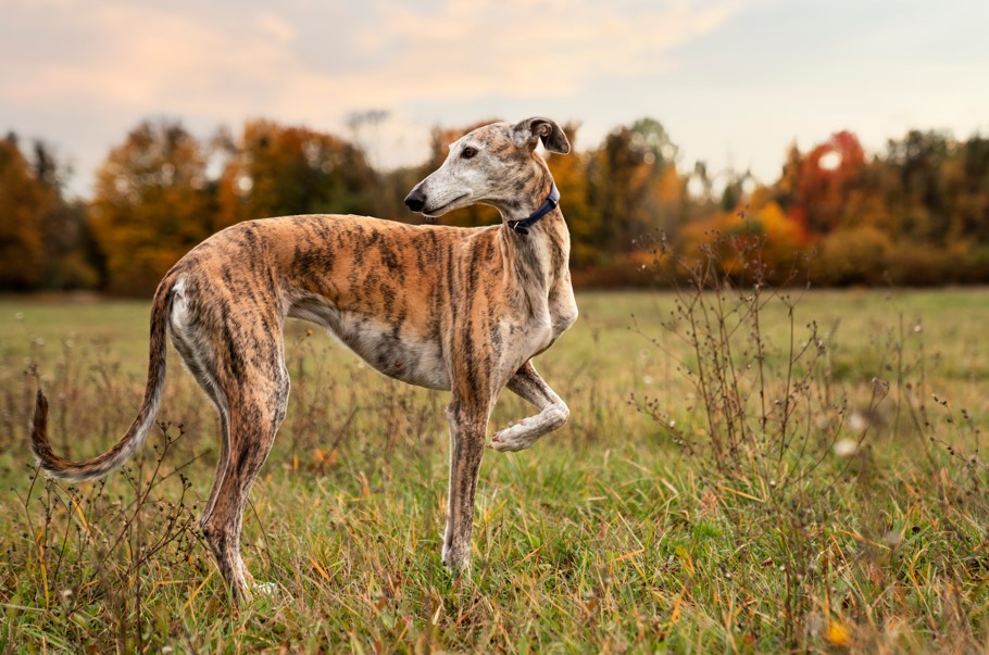 Timider Galgo adopteren - Verhuisdieren.nl
